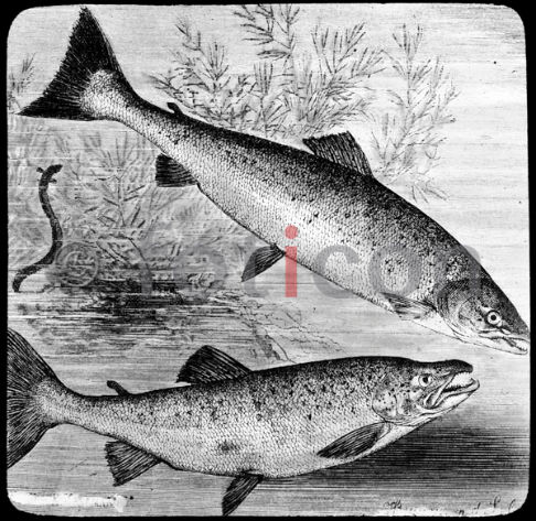 Lachs und Lachsforelle | Salmon and salmon trout - Foto foticon-600-simon-meer-363-035-sw.jpg | foticon.de - Bilddatenbank für Motive aus Geschichte und Kultur